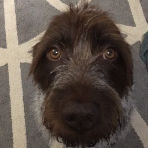 Meet your Posher, Corey